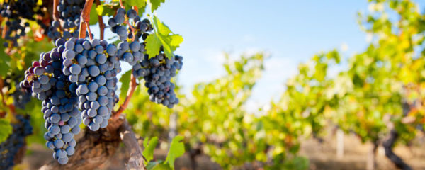 vignobles du Beaujolais